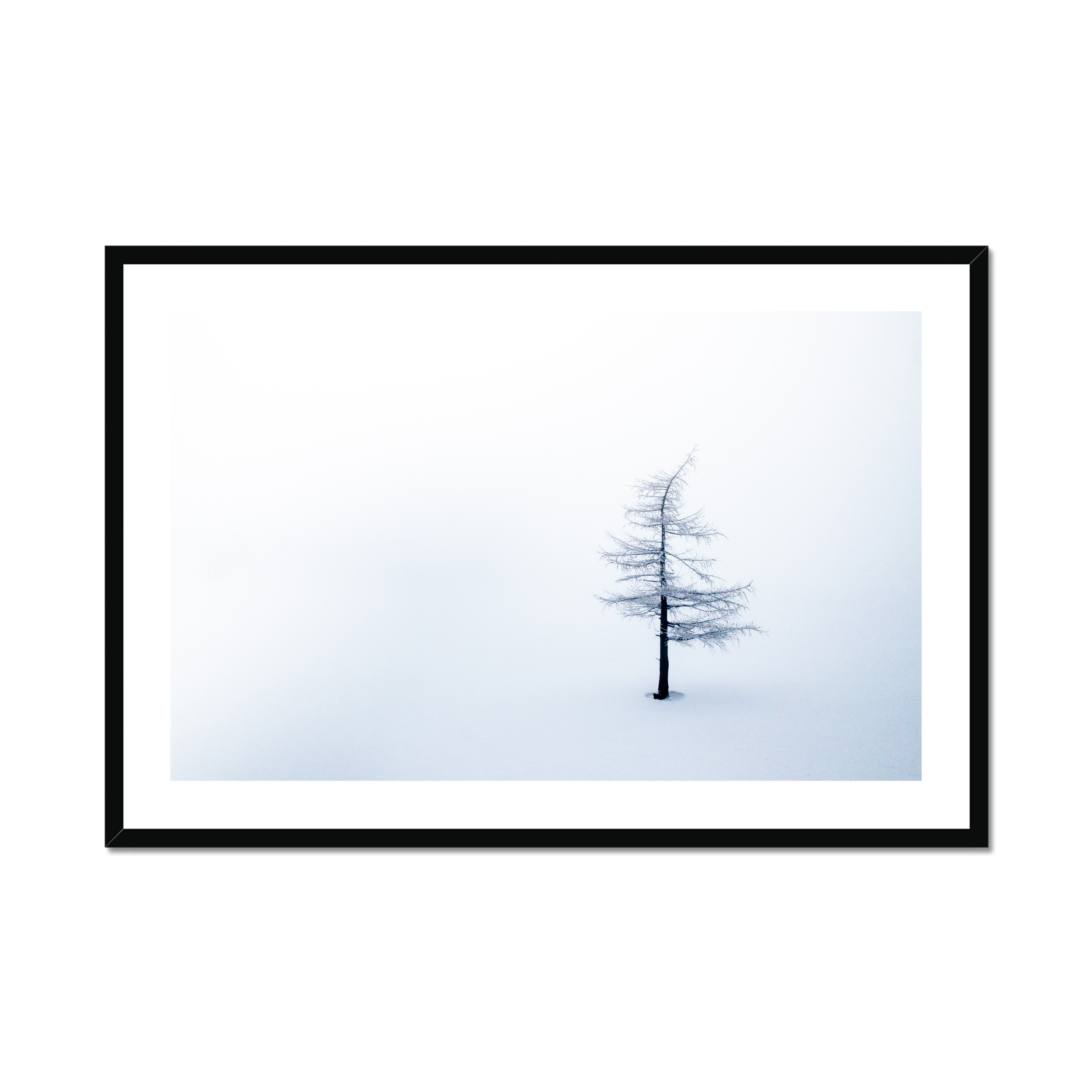 This is a photo of Plant, Tree, Fir, Nature, Outdoors, Weather, Silhouette, Ice, Conifer