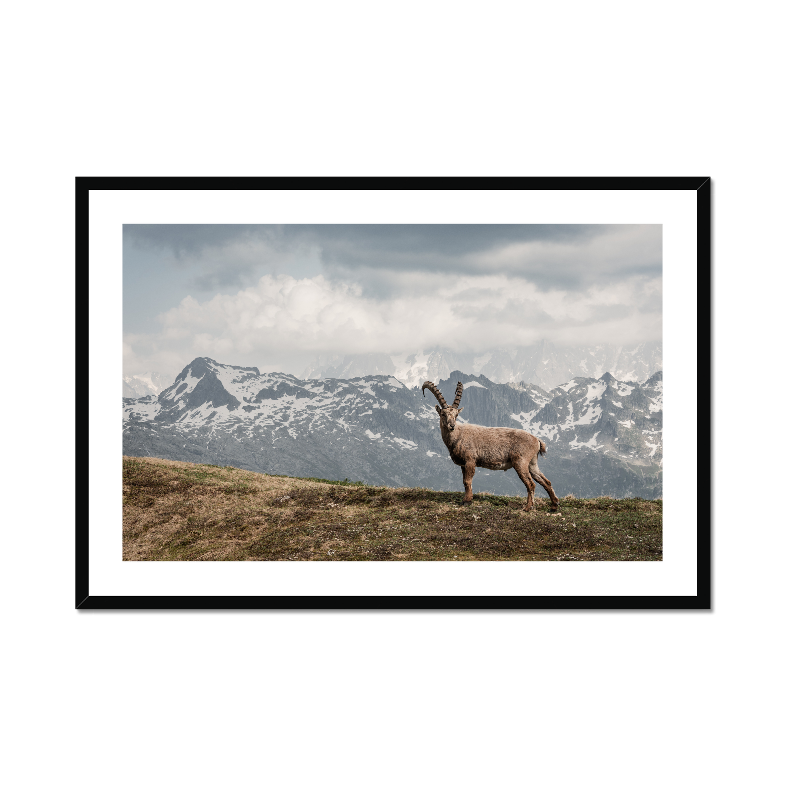 This is a photo of Animal, Antelope, Mammal, Wildlife, Deer, Livestock, Elk, Goat